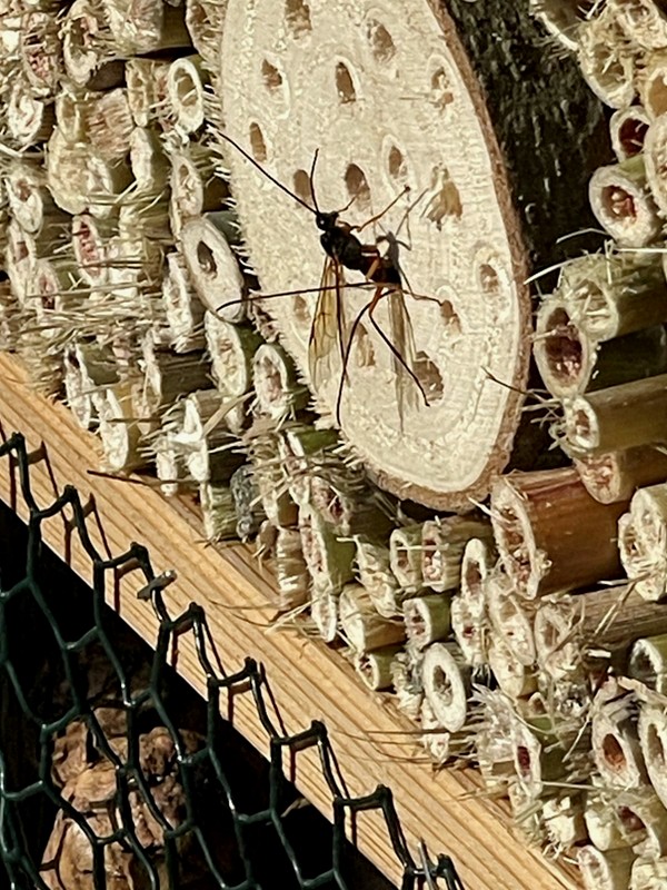 Schlupfwespe - wenige Stunden nach Aufstellen des Insektenhotels